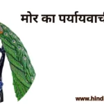 मोर का पर्यायवाची नहीं है-hindi