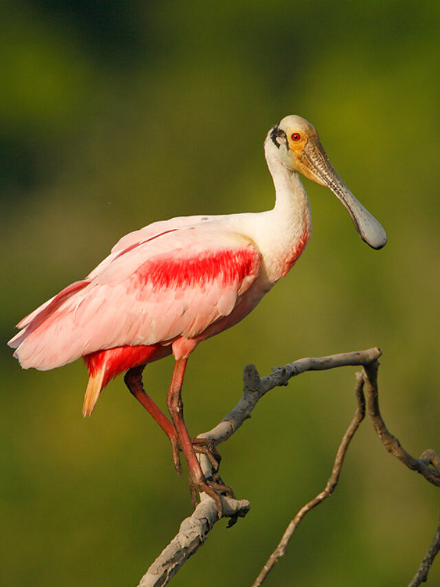 Roseate-Spoonbill